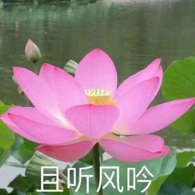 圣光佣兵团变态版下载
